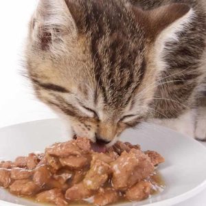 Cat Wet Food