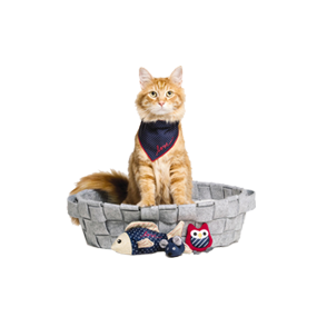 Cats Accessories & Supplies